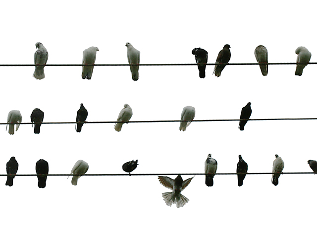 birds on telephone wires