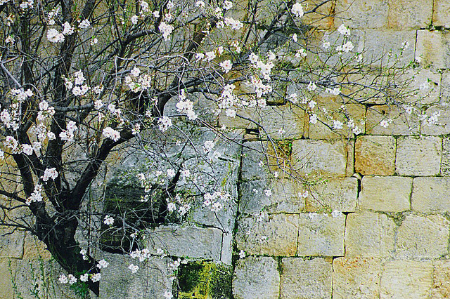 almond blossom, wall