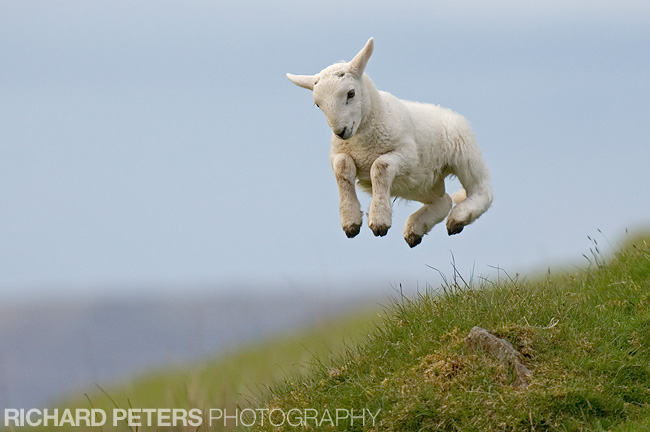 jumping lamb, richard peters photography