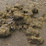 i megaliti dell'argimusco, kate bailward