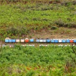 i megaliti dell'argimusco, kate bailward