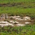 i megaliti dell'argimusco, kate bailward