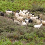 i megaliti dell'argimusco, kate bailward