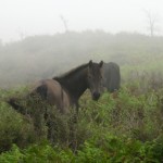 i megaliti dell'argimusco, kate bailward