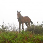 i megaliti dell'argimusco, kate bailward