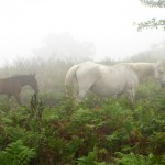 i megaliti dell'argimusco, kate bailward