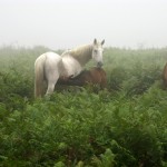 i megaliti dell'argimusco, kate bailward