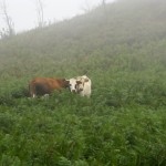 i megaliti dell'argimusco, kate bailward