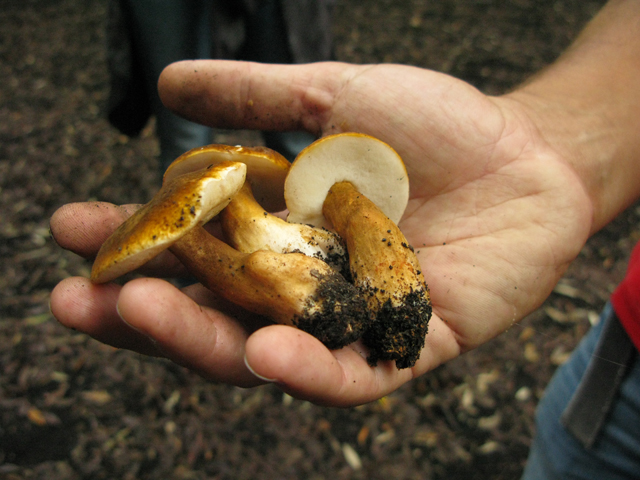 mushrooms, etna, kate bailward