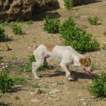 valley of the temples, agrigento, kate bailward