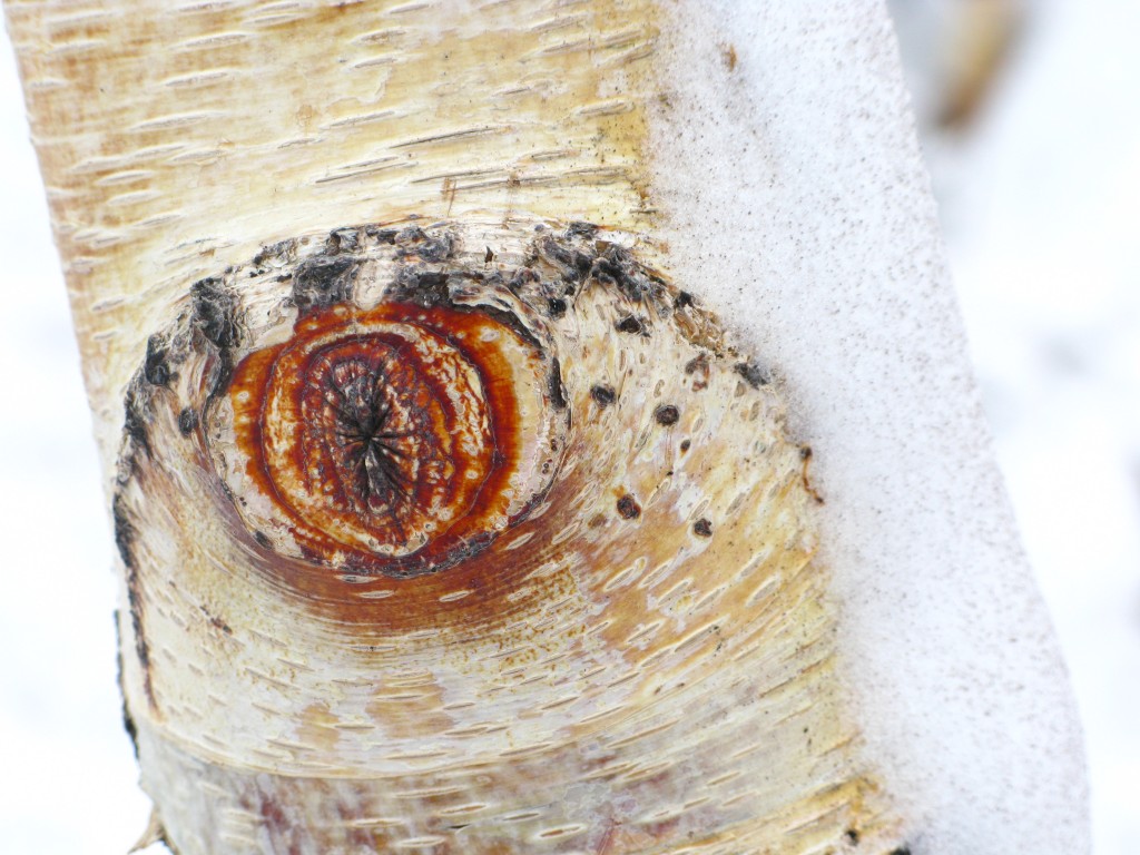 snowy tree by kate bailward