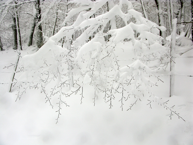 snow, branches, kate bailward