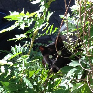 black cat in wisteria
